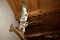 dsc07075.jpg