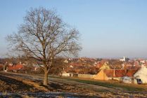 prochazka_08.jpg