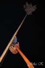 hody13_maja_107.jpg