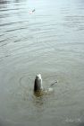 dsc37108.jpg