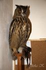 dsc07073.jpg