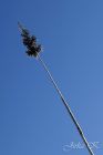 dsc08905.jpg