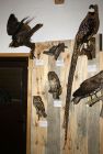 rodaci_2010_339.jpg