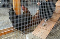 dsc27627.jpg