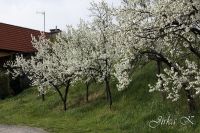 Jaro, jarní barvy, odpadky, bobří škody a Morena